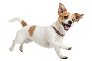 border collie dog jumping in air, isolated on white background