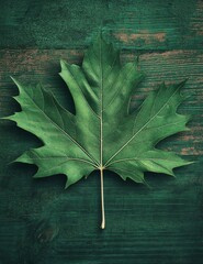 Lush Green Maple Leaf Close-up - Detailed Leaf Texture in Natural Light