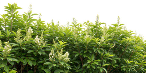green plant with young leaves, isolated on white background