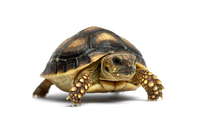 Fototapeta premium A small turtle with a detailed shell walking slowly