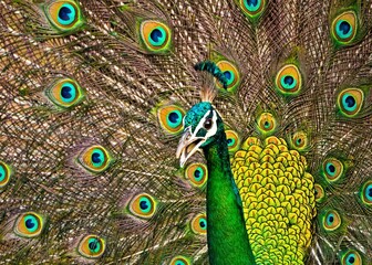 Obraz premium Sri Lankan Birds in the Wild. 