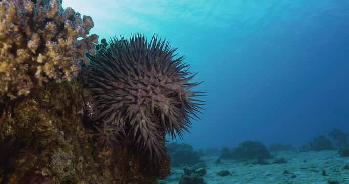 Crown-of-Thorns Starfish at 15m depth in the Red Sea, Eilat. These coral predators play a key role in reef ecosystems but can threaten coral health when overpopulated. Rare footage