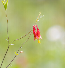 Wild red columbine flower in a green field in springtime