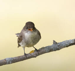 Eastern Phoebe flycatcher in a woodland in springtime in Carden Ontario