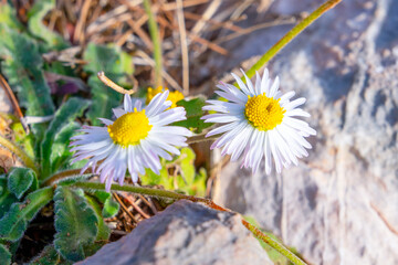 Vibrant wild daisies bloom amidst rocky terrain, showcasing the resilience and beauty of nature....