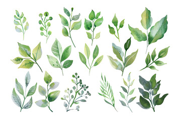 Watercolor Leaf Branches On Transparent Background. Botanical Illustration, Pattern