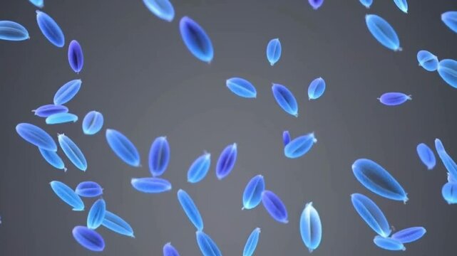 Blue chicken feathers falling background