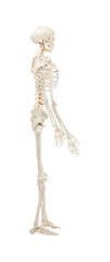 Artificial human skeleton model isolated on white