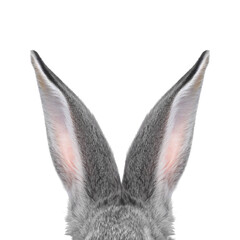 Cute grey rabbit ears on white background