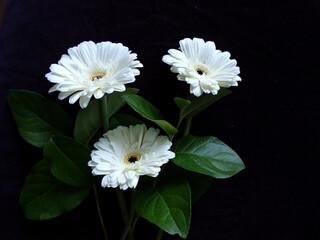 White daisies on black background