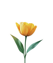 Elegant Single Yellow Tulip with Green Leaves, Spring Garden Flower Botanical Photography with Natural Detail Isolated on Transparent and White Background