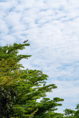 Flock of Cattle Egret or Bubulcus ibis birds, White birds are grouped together in a tree, Flocks of migratory birds from cold continents