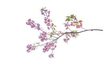 Cherry blossom flower isolated on white background