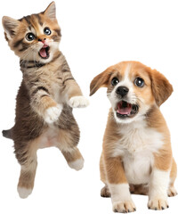 Obraz premium The cute kitten and puppy couple cartoon character showcases love, joy, and playful charm. 
