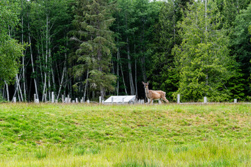 Fototapeta premium roe deer feeding in a field of green grass summer nature