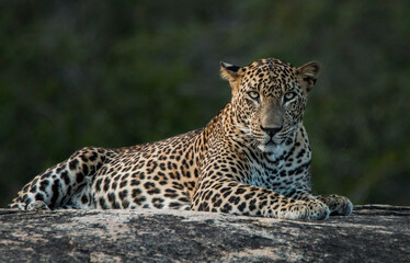 Sri Lankan Leopard in the Wild, Sri Lanka 