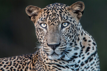 Sri Lankan Leopard in the Wild, Sri Lanka 