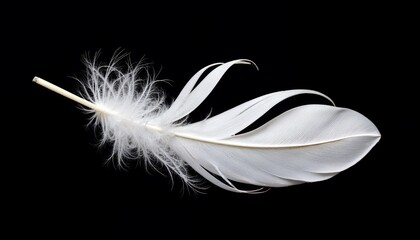 Obraz premium Delicate White Feather on Black Background: Close-Up Macro Photography