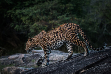 Sri Lankan Leopard in the Wild, Sri Lanka 