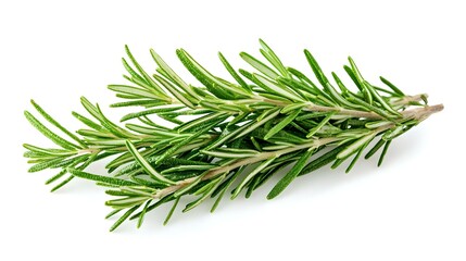 Fototapeta premium rosemary isolated on white background clipping