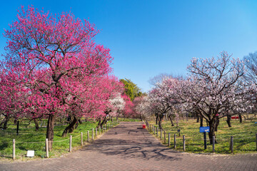 Fototapeta premium 東京 府中郷土の森公園の梅林