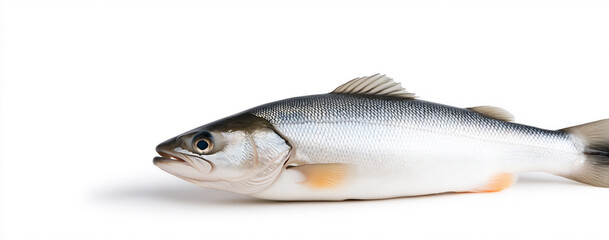 realistic photograph of a full-sized sea bass, with a solid,
