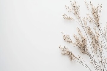 Dried grasses arranged on a white background