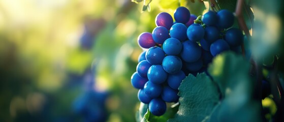 Sun-Kissed Blue Grapes Hanging on the Vine in a Lush Vineyard