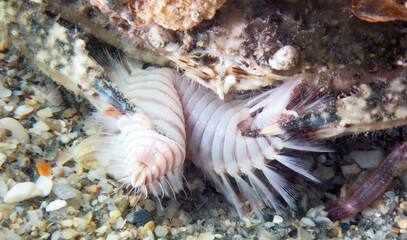 A Crab Eating a Fireworm, Blue Heron Bridge, Riviera Beach, Florida