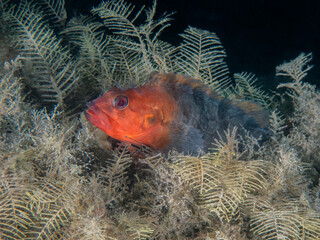 Masquerader Hairy Blenny (Labrisomus conditus), Blue Heron Bridge, Riviera Beach, Florida