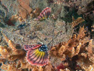 Spotted Scorpionfish (Scorpaena plumieri), Blue Heron Bridge, Riviera Beach, Florida