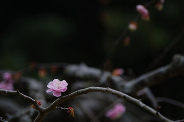 静かに咲く美しい梅の花