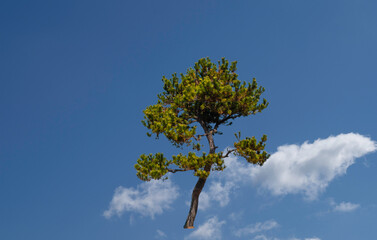 합성용 소나무 png파일