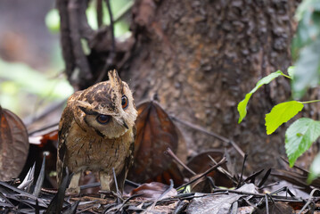The beautiful Indian scops owl with striking red eyes, prominent ear tuffs and intricate brown and beige plumage perched on a ground amidst a backdrop of blurred green foliage.