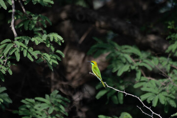 The beautiful green bee eater perched on a thin branch against a soft, blurred background.