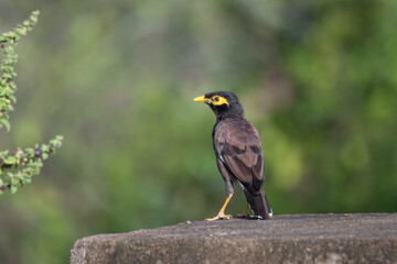 The vibrant common myna perched on a wall with blurred lush green background.