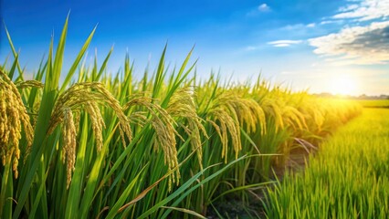 Rice plant in lush green rice field under clear blue sky, rice plant, rice field, agriculture, greenery, farmland, growth