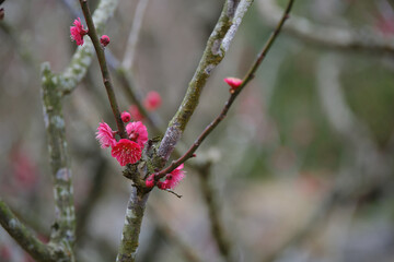 春に開花するさつま紅の梅の花