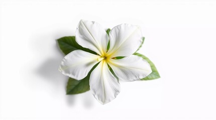 Fototapeta premium A beautiful Arabian Jasmine flower clipart, isolated on white, from an overhead bird’s eye view with intense dramatic lighting, high contrast, creating tension and a top-down perspective.j