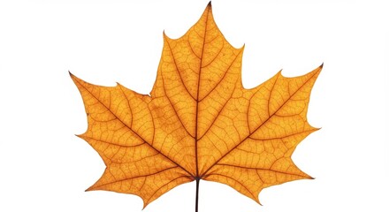 Fototapeta premium Autumn maple leaf with vibrant colors isolated on a white background