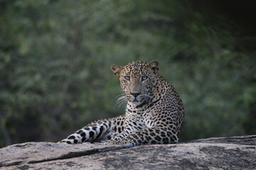sri lankan leopards in yala national park