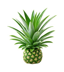 Fototapeta premium Fresh Tropical Pineapple with Vibrant Green Crown Leaves and Golden Yellow Diamond Pattern Fruit, Exotic Summer Produce Isolated on Transparent and White Background