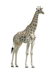 Naklejka premium Majestic African Giraffe Standing Tall with Distinctive Pattern Markings and Long Graceful Neck, Wild Safari Animal in Natural Pose Isolated on Transparent and White Background