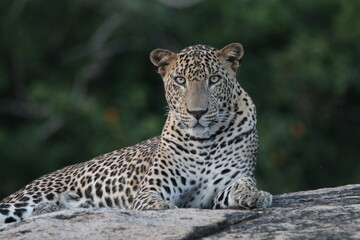 sri lankan leopards in yala national park