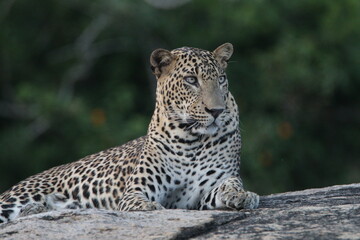 sri lankan leopards in yala national park
