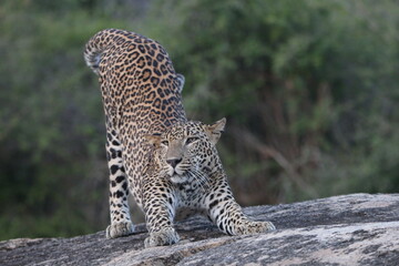 Sri Lankan leopard in Yala National Park, Sri Lanka 