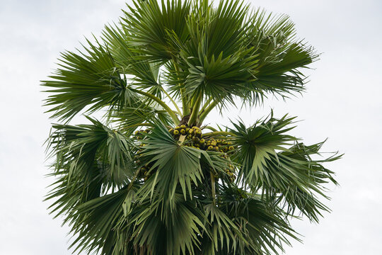 Asian palmyra palm tree also known as doub palm, palmyra palm, tala or tal palm, toddy palm, lontar palm, wine palm, or ice apple 