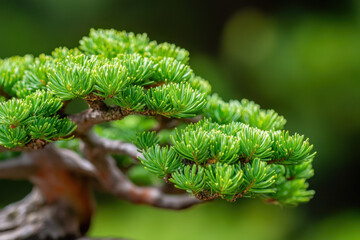 close up of meticulously pruned bonsai tree showcasing vibrant green foliage and intricate branch structure, symbolizing patience and artistry in gardening