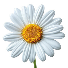 White daisy flower isolated on white background, cut out. Fresh chamomile with yellow center and white petals. Perfect for nature, spring, and purity concepts