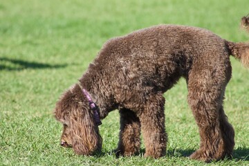 Fluffy doodle mix brown dog sniffing the green grass at Calumet park